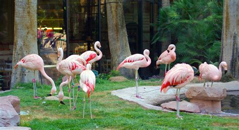 Las vegas flamingo wildlife habitat The Flamingo Las Vegas contains a variety of shops open 24 hours daily, where you can treat yourself to jewellery, sunglasses, beauty products, sweets and chocolate or quirky souvenirs to remember your stay
